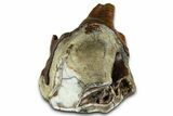 Fossil Woolly Rhino (Coelodonta) Tooth - Siberia #370971-2